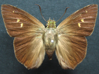 Adult Female Upper of Narrow-banded Awl - Hasora khoda haslia